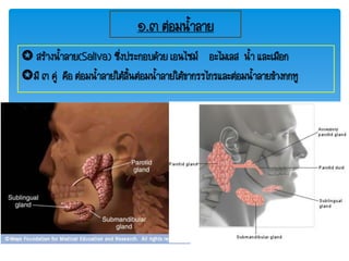 ๑.๓ ต่อมน้้าลาย
 สร้างน้้าลาย(Saliva) ซึ่งประกอบด้วย เอนไซม์ อะไมเลส น้้า และเมือก
มี ๓ คู่ คือ ต่อมน้้าลายใต้ลิ้นต่อมน้้าลายใต้ขากรรไกรและต่อมน้้าลายข้างกกหู
 