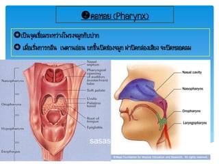 คอหอย (Pharynx)
เป็นจุดเชื่อมระหว่างโพรงจมูกกับปาก
 เมื่อเริ่มการกลืน เพดานอ่อน ยกขึ้นปิดช่องจมูก ฝาปิดกล่องเสียง จะปิดหลอดลม
 