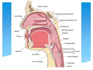 คอหอย (Pharynx)
 
