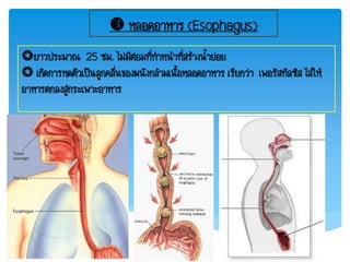  หลอดอาหาร (Esophagus)
ยาวประมาณ 25 ซม. ไม่มีต่อมที่ท้าหน้าที่สร้างน้้าย่อย
 เกิดการหดตัวเป็นลูกคลื่นของผนังกล้ามเนื้อหลอดอาหาร เรียกว่า เพอริสทัลซิส ไล่ให้
อาหารตกลงสู่กระเพาะอาหาร
 