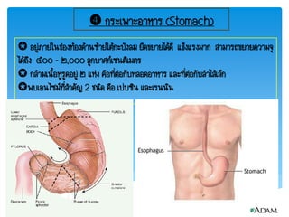  กระเพาะอาหาร (Stomach)
 อยู่ภายในช่องท้องด้านซ้ายใต้กะบังลม ยืดขยายได้ดี แข็งแรงมาก สามารถขยายความจุ
ได้ถึง ๕๐๐ – ๒,๐๐๐ ลูกบาศก์เซนติเมตร
 กล้ามเนื้อหูรูดอยู่ ๒ แห่ง คือที่ต่อกับหลอดอาหาร และที่ต่อกับล้าไส้เล็ก
พบเอนไซม์ที่ส้าคัญ 2 ชนิด คือ เปบซิน และเรนนิน
 