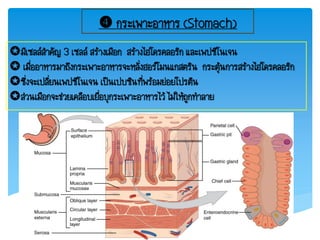  กระเพาะอาหาร (Stomach)
มีเซลล์ส้าคัญ 3 เซลล์ สร้างเมือก สร้างไฮโดรคลอริก และเพปซิโนเจน
 เมื่ออาหารมาถึงกระเพาะอาหารจะหลั่งฮอร์โมนแกสตริน กระตุ้นการสร้างไฮโดรคลอริก
ซึ่งจะเปลี่ยนเพปซิโนเจน เป็นเปบซินที่พร้อมย่อยโปรตีน
ส่วนเมือกจะช่วยเคลือบเยื่อบุกระเพาะอาหารไว้ ไม่ให้ถูกท้าลาย
 