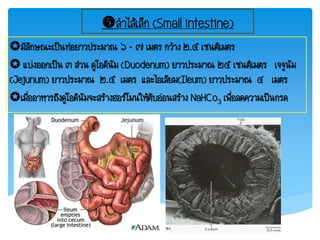 ล้าไส้เล็ก (Small intestine)
มีลักษณะเป็นท่อยาวประมาณ ๖ – ๗ เมตร กว้าง ๒.๕ เซนติเมตร
 แบ่งออกเป็น ๓ ส่วน ดูโอดีนัม (Duodenum) ยาวประมาณ ๒๕ เซนติเมตร เจจูนัม
(Jejunum) ยาวประมาณ ๒.๕ เมตร และไอเลียม(Ileum) ยาวประมาณ ๔ เมตร
เมื่ออาหารถึงดูโอดีนัมจะสร้างฮอร์โมนให้ตับอ่อนสร้าง NaHCo3 เพื่อลดความเป็นกรด
 