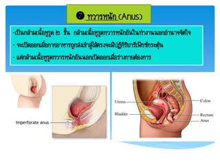  ทวารหนัก (Anus)
-เป็นกล้ามเนื้อหูรูด ๒ ชั้น กล้ามเนื้อหูรูดทวารหนักอันในท้างานนอกอ้านาจจิตใจ
- จะเปิดออกเมื่อกากอาหารถูกส่งเข้าสู่ไส้ตรงจะมีปฏิกิริยารีเฟ็กซ์กระตุ้น
- แต่กล้ามเนื้อหูรูดทวารหนักอันนอกเปิดออกเมื่อร่างกายต้องการ
 
