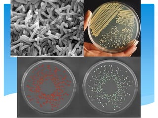 เซลล์โพรคาริโอต (Prokaryotic Cell)
 