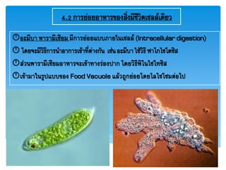 4.2การย่อยอาหารของสิ่งมีชีวิตเซลล์เดียว
อะมีบา พารามีเซียม มีการย่อยแบบภายในเซลล์ (Intracellulardigestion)
 โดยจะมีวิธีการนาอาการเข้าที่ต่างกัน เช่นอะมีบาใช้วิธีฟาโกไซโตซิส
ส่วนพารามีเซียมอาหารจะเข้าทางร่องปาก โดยวิธีพิโนไซโทซิส
เข้ามาในรูปแบบของ Food Vacuole แล้วถูกย่อยโดยไลโซโซมต่อไป
 