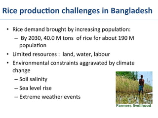 Rice	
  produc%on	
  challenges	
  in	
  Bangladesh	
  
•  Rice	
  demand	
  brought	
  by	
  increasing	
  popula>on:	
  	
  
– 	
  By	
  2030,	
  40.0	
  M	
  tons	
  	
  of	
  rice	
  for	
  about	
  190	
  M	
  
popula>on	
  
•  Limited	
  resources	
  :	
  	
  land,	
  water,	
  labour	
  
•  Environmental	
  constraints	
  aggravated	
  by	
  climate	
  
change	
  	
  
– Soil	
  salinity	
  
– Sea	
  level	
  rise	
  
– Extreme	
  weather	
  events	
  
Farmers livelihood
 
