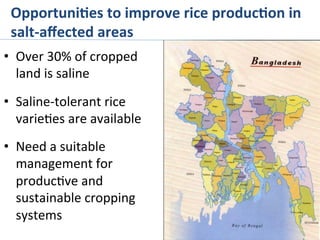 Opportuni%es	
  to	
  improve	
  rice	
  produc%on	
  in	
  
salt-­‐aﬀected	
  areas	
  
•  Over	
  30%	
  of	
  cropped	
  
land	
  is	
  saline	
  
•  Saline-­‐tolerant	
  rice	
  
varie>es	
  are	
  available	
  
•  Need	
  a	
  suitable	
  
management	
  for	
  
produc>ve	
  and	
  
sustainable	
  cropping	
  
systems	
  
 