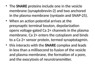 • The SNARE proteins include one in the vesicle
membrane (synaptobrevin-2) and two anchored
in the plasma membrane (syntaxin and SNAP-25).
• When an action potential arrives at the
presynaptic terminal bouton, depolarization
opens voltage-gated Ca 2+ channels in the plasma
membrane. Ca 2+ enters the cytoplasm and binds
to a Ca 2+ sensor protein, termed synaptotagmin.
• this interacts with the SNARE complex and leads
in less than a millisecond to fusion of the vesicle
and plasma membrane, the formation of a pore,
and the exocytosis of neurotransmitter.
 