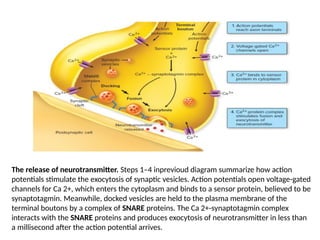 The release of neurotransmitter. Steps 1–4 inprevioud diagram summarize how action
potentials stimulate the exocytosis of synaptic vesicles. Action potentials open voltage-gated
channels for Ca 2+, which enters the cytoplasm and binds to a sensor protein, believed to be
synaptotagmin. Meanwhile, docked vesicles are held to the plasma membrane of the
terminal boutons by a complex of SNARE proteins. The Ca 2+-synaptotagmin complex
interacts with the SNARE proteins and produces exocytosis of neurotransmitter in less than
a millisecond after the action potential arrives.
 