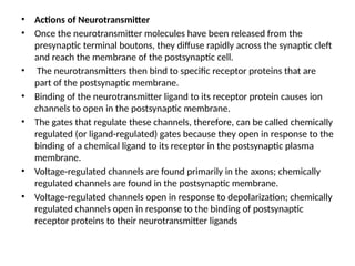 • Actions of Neurotransmitter
• Once the neurotransmitter molecules have been released from the
presynaptic terminal boutons, they diffuse rapidly across the synaptic cleft
and reach the membrane of the postsynaptic cell.
• The neurotransmitters then bind to specific receptor proteins that are
part of the postsynaptic membrane.
• Binding of the neurotransmitter ligand to its receptor protein causes ion
channels to open in the postsynaptic membrane.
• The gates that regulate these channels, therefore, can be called chemically
regulated (or ligand-regulated) gates because they open in response to the
binding of a chemical ligand to its receptor in the postsynaptic plasma
membrane.
• Voltage-regulated channels are found primarily in the axons; chemically
regulated channels are found in the postsynaptic membrane.
• Voltage-regulated channels open in response to depolarization; chemically
regulated channels open in response to the binding of postsynaptic
receptor proteins to their neurotransmitter ligands
 