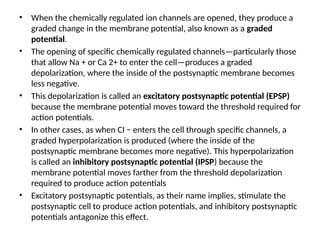 • When the chemically regulated ion channels are opened, they produce a
graded change in the membrane potential, also known as a graded
potential.
• The opening of specific chemically regulated channels—particularly those
that allow Na + or Ca 2+ to enter the cell—produces a graded
depolarization, where the inside of the postsynaptic membrane becomes
less negative.
• This depolarization is called an excitatory postsynaptic potential (EPSP)
because the membrane potential moves toward the threshold required for
action potentials.
• In other cases, as when CI − enters the cell through specific channels, a
graded hyperpolarization is produced (where the inside of the
postsynaptic membrane becomes more negative). This hyperpolarization
is called an inhibitory postsynaptic potential (IPSP) because the
membrane potential moves farther from the threshold depolarization
required to produce action potentials
• Excitatory postsynaptic potentials, as their name implies, stimulate the
postsynaptic cell to produce action potentials, and inhibitory postsynaptic
potentials antagonize this effect.
 