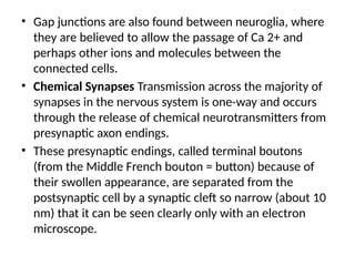 • Gap junctions are also found between neuroglia, where
they are believed to allow the passage of Ca 2+ and
perhaps other ions and molecules between the
connected cells.
• Chemical Synapses Transmission across the majority of
synapses in the nervous system is one-way and occurs
through the release of chemical neurotransmitters from
presynaptic axon endings.
• These presynaptic endings, called terminal boutons
(from the Middle French bouton = button) because of
their swollen appearance, are separated from the
postsynaptic cell by a synaptic cleft so narrow (about 10
nm) that it can be seen clearly only with an electron
microscope.
 