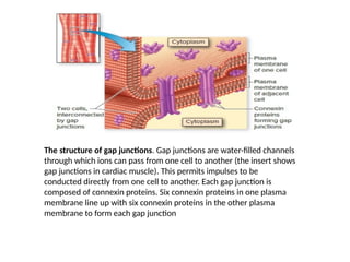 The structure of gap junctions. Gap junctions are water-filled channels
through which ions can pass from one cell to another (the insert shows
gap junctions in cardiac muscle). This permits impulses to be
conducted directly from one cell to another. Each gap junction is
composed of connexin proteins. Six connexin proteins in one plasma
membrane line up with six connexin proteins in the other plasma
membrane to form each gap junction
 