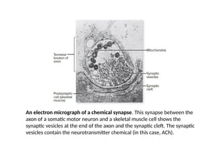 An electron micrograph of a chemical synapse. This synapse between the
axon of a somatic motor neuron and a skeletal muscle cell shows the
synaptic vesicles at the end of the axon and the synaptic cleft. The synaptic
vesicles contain the neurotransmitter chemical (in this case, ACh).
 
