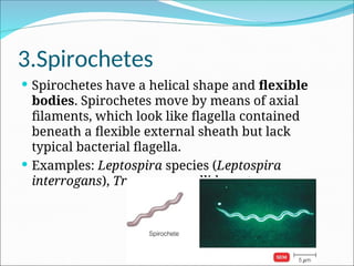 4.The Classification of Living Organisms ppt.ppt