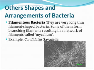 4.The Classification of Living Organisms ppt.ppt