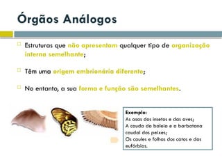 Órgãos Análogos
 Estruturas que não apresentam qualquer tipo de organização
interna semelhante;
 Têm uma origem embrionária diferente;
 No entanto, a sua forma e função são semelhantes.
Exemplo:
As asas dos insetos e das aves;
A cauda da baleia e a barbatana
caudal dos peixes;
Os caules e folhas dos catos e das
eufórbias.
 