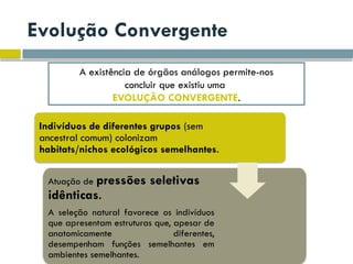 Evolução Convergente
A existência de órgãos análogos permite-nos
concluir que existiu uma
EVOLUÇÃO CONVERGENTE.
Indivíduos de diferentes grupos (sem
ancestral comum) colonizam
habitats/nichos ecológicos semelhantes.
Atuação de pressões seletivas
idênticas.
A seleção natural favorece os indivíduos
que apresentam estruturas que, apesar de
anatomicamente diferentes,
desempenham funções semelhantes em
ambientes semelhantes.
 