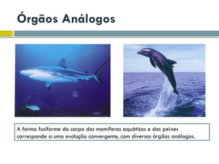 Órgãos Análogos
A forma fusiforme do corpo dos mamíferos aquáticos e dos peixes
corresponde a uma evolução convergente, com diversos órgãos análogos.
 