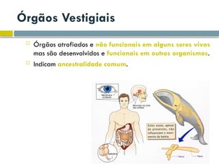 Órgãos Vestigiais
 Órgãos atrofiados e não funcionais em alguns seres vivos
mas são desenvolvidos e funcionais em outros organismos.
 Indicam ancestralidade comum.
 