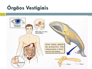 Órgãos Vestigiais
 
