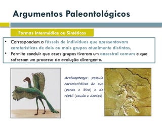 Argumentos Paleontológicos
Formas Intermédias ou Sintéticas
• Correspondem a fósseis de indivíduos que apresentavam
caraterísticas de dois ou mais grupos atualmente distintas.
• Permite concluir que esses grupos tiveram um ancestral comum e que
sofreram um processo de evolução divergente.
 