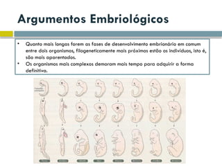 Argumentos Embriológicos
• Quanto mais longas forem as fases de desenvolvimento embrionário em comum
entre dois organismos, filogeneticamente mais próximos estão os indivíduos, isto é,
são mais aparentados.
• Os organismos mais complexos demoram mais tempo para adquirir a forma
definitiva.
 