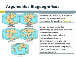 Argumentos Biogeográficos
Há cerca de 200 M.a., a Austrália
estava ligada aos restantes
continentes, formando a Pangeia.
Depois da separação dos
continentes, os mamíferos evoluíram
independentemente.
Na Austrália, os mamíferos
marsupiais resistiram e
diversificaram-se, o que não
sucedeu noutros continentes onde
sofreram uma grande competição,
que conduziu quase ao seu
desaparecimento.
 