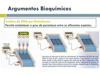 Argumentos Bioquímicos
Análise de DNA por Eletroforese
Permite estabelecer o grau de parentesco entre as diferentes espécies.
 