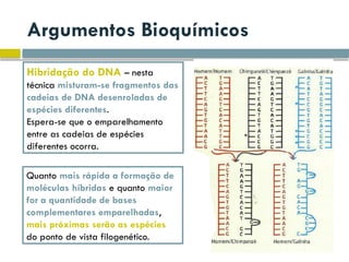 Argumentos Bioquímicos
Hibridação do DNA – nesta
técnica misturam-se fragmentos das
cadeias de DNA desenroladas de
espécies diferentes.
Espera-se que o emparelhamento
entre as cadeias de espécies
diferentes ocorra.
Quanto mais rápida a formação de
moléculas híbridas e quanto maior
for a quantidade de bases
complementares emparelhadas,
mais próximas serão as espécies
do ponto de vista filogenético.
 