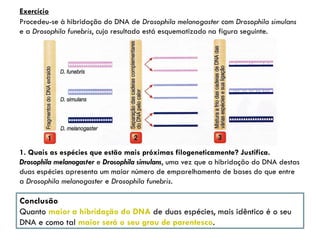 Procedeu-se à hibridação do DNA de Drosophila melanogaster com Drosophila simulans
e a Drosophila funebris, cujo resultado está esquematizado na figura seguinte.
Exercício
1. Quais as espécies que estão mais próximas filogeneticamente? Justifica.
Drosophila melanogaster e Drosophila simulans, uma vez que a hibridação do DNA destas
duas espécies apresenta um maior número de emparelhamento de bases do que entre
a Drosophila melanogaster e Drosophila funebris.
Conclusão
Quanto maior a hibridação do DNA de duas espécies, mais idêntico é o seu
DNA e como tal maior será o seu grau de parentesco.
 