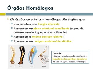 Órgãos Homólogos
 Os órgãos ou estruturas homólogas são órgãos que:
 Desempenham uma função diferente;
 Apresentam um plano estrutural semelhante (o grau de
desenvolvimento é que pode ser diferente);
 Apresentam a mesma posição relativa;
 Apresentam uma origem embrionária idêntica.
Exemplo:
Estruturas homólogas de mamíferos –
Esqueletos dos membros anteriores
do homem; gato; baleia e morcego.
 