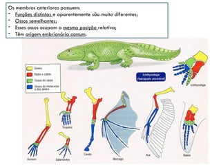 Os membros anteriores possuem:
- Funções distintas e aparentemente são muito diferentes;
- Ossos semelhantes;
- Esses ossos ocupam a mesma posição relativa;
- Têm origem embrionária comum.
 