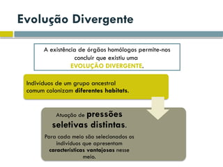 Evolução Divergente
A existência de órgãos homólogos permite-nos
concluir que existiu uma
EVOLUÇÃO DIVERGENTE.
Indivíduos de um grupo ancestral
comum colonizam diferentes habitats.
Atuação de pressões
seletivas distintas.
Para cada meio são selecionados os
indivíduos que apresentam
características vantajosas nesse
meio.
 