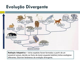 Evolução Divergente
Radiação Adaptativa – várias espécies foram formadas a partir de um
ancestral comum, devido ao facto de terem ocupado habitats/nichos ecológicos
diferentes. Ocorrem fenómenos de evolução divergente.
 