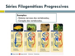 Séries Filogenéticas Progressivas
Exemplos:
- Sistema nervoso dos vertebrados;
- Coração dos vertebrados.
 