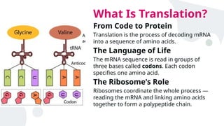 Protein Synthesis with respect to central dogma | PPTX