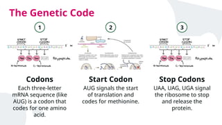 Stop Code Uaa Protein Synthesis with respect to central dogma | PPTX