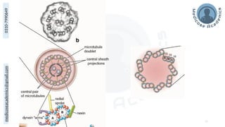Kumar Cell Apical Modifications of Epithelium: Microvilli, Stereocilia, and Cilia ...