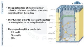 Apical Modifications of Epithelium: Microvilli, Stereocilia, and Cilia ...