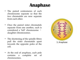 Comprehensive Overview of Cell Division: Mitosis and Meiosis Processes ...