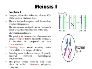 Comprehensive Overview of Cell Division: Mitosis and Meiosis Processes ...