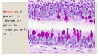 Comprehensive Overview of Glandular Structure, Classification, and ...