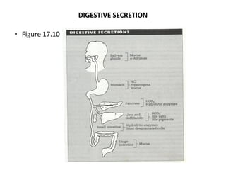 Secretions Example Comprehensive Overview of Gastrointestinal Tract Secretions and Their ...