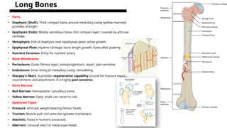 4.Human body,bones basics and development.pptx