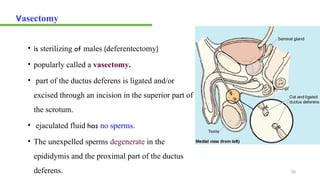 4. Anatomy of reproductive system.pptx and | PPTX