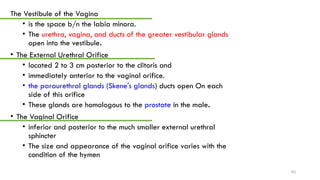 4. Anatomy of reproductive system.pptx and | PPTX