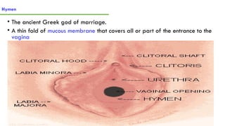 4. Anatomy of reproductive system.pptx and | PPTX