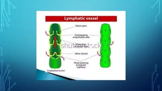 Comprehensive Overview of the Lymphatic System: Structure and Functions ...